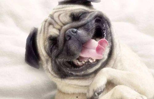 巴哥爆料最新人物视频,揭秘神秘人物幕后故事